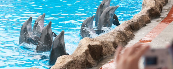 animaux Marineland