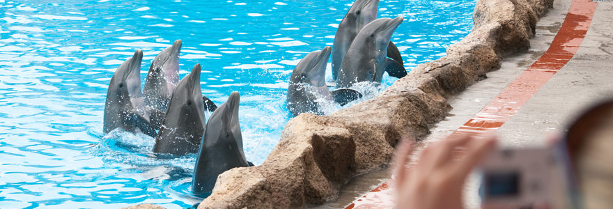 animaux Marineland